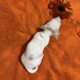 Dachshund Puppies from Sandy's Mini Weenies in Cali