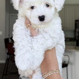 Leo - Gray and white male Sheepadoodle puppy in La Plata, Maryland from Serenity Creek Doodles