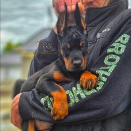 Boy 4 - Black and rust male Doberman Pinscher puppy in China Township, Michigan from Snell's Superior Kennel Dobermann & GSP