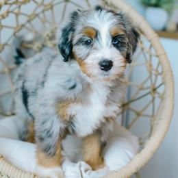 Hickory - male Australian Mountain Doodle puppy in Spanish Fork, Utah from K Brand Doodles
