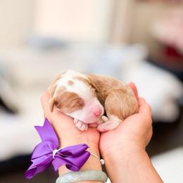 Honey-Bluey - Brown and white female Bernedoodle puppy in Ontario, California from Teddy Doodles & Standard Poodles