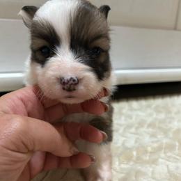 Bean - Sable male Pembroke Welsh Corgi puppy in Decatur, Texas from Bar S Corgis