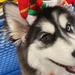 Pomskies from Pomsky Of Slidell