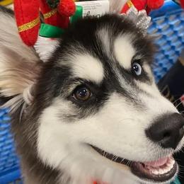 Pomskies from Pomsky Of Slidell