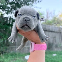 Purple collar - Blue female French Bulldog puppy in Humble, Texas from Mary_Lands_dog_kennels