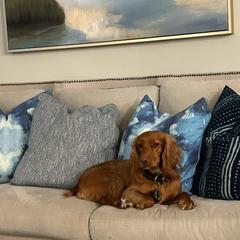 Hinny - Golden female English Cocker Spaniel puppy in Bainbridge, Georgia from Chapman Bird Dogs
