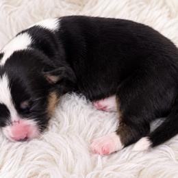 Reba - Black and white female Cardigan Welsh Corgi puppy in Kerens, West Virginia from Leather & Lace