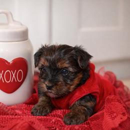 Girl 1 - Black and tan female Yorkshire Terrier puppy in Carmichael, California from Mckeever's Yorkies