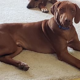 Caden - Rhodesian Ridgeback