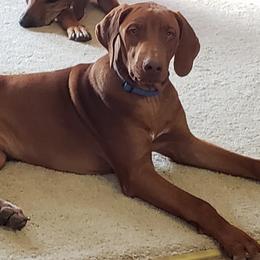 Caden - Rhodesian Ridgeback
