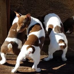 Rat Terriers from AdamsAcres Rat Terriers