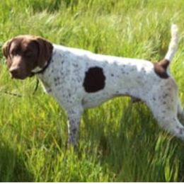 Axel - German Shorthaired Pointer