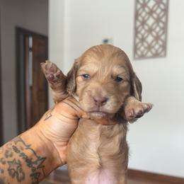 Girl 2 - Cream female Dachshund puppy in Rio, Wisconsin from Three K Miniature Dachshunds
