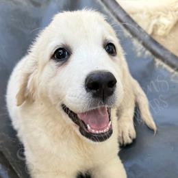 RE- a drop of golden sun (yellow) - Light golden female Golden Retriever puppy in Argyle, Texas from Skarlotte Goldens, LLC