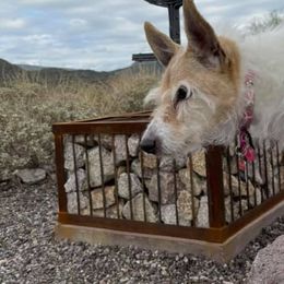 Parson Russell Terriers from Dawn's Parson Russell Terriers