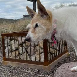 Parson Russell Terriers from Dawn's Parson Russell Terriers