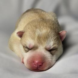Cooper - Red and white male Siberian Husky puppy in Los Angeles, California from Limitless Huskies