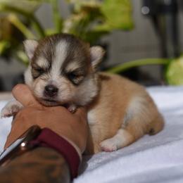 Malin - Gray and white male Pomsky puppy in Coos Bay, Oregon from Ocean View Pomskies