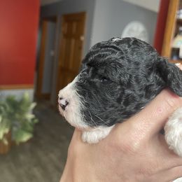 Goldendoodle Puppies from Sisson Goldendoodles