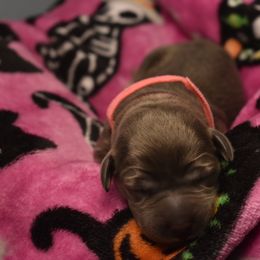 Dilute Retriever Puppies from Wicked Pines Retrievers