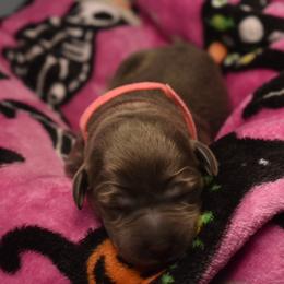 Dilute Retriever Puppies from Wicked Pines Retrievers