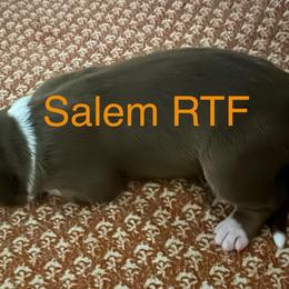 Salem - Red tri-color female Australian Shepherd puppy in Wrightstown, New Jersey from Hartzland Farm Australian Shepherds