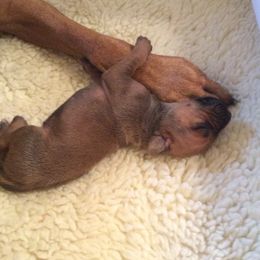 Rhodesian Ridgebacks from Elizabeth Lane's Rhodesian Ridgebacks