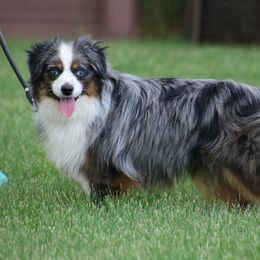 Ruger - Toy Australian Shepherd