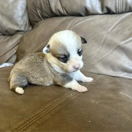 Sable girl 2 - Sable female Pembroke Welsh Corgi puppy in Clinton, Tennessee from High Hopes Farm