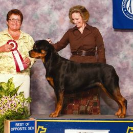 Rottweilers from DaVinci Rottweilers