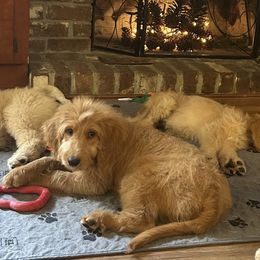 Cora's little girl pink - Apricot female Goldendoodle puppy in Hardeeville, South Carolina from Pups of the Lowcountry