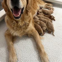 Golden Retriever Puppies from Hope Service Dogs, Inc