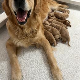 Golden Retriever Puppies from Hope Service Dogs, Inc