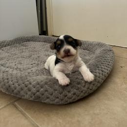 Yorkshire Terrier Puppies from Teresa Faulkner