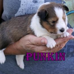 Punkin - Sable and white female Shetland Sheepdog puppy in Frazeysburg, Ohio from Mountain High Kennels