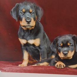Rottweiler Puppies from Bruinhaus Rottweilers