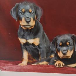Rottweiler Puppies from Bruinhaus Rottweilers
