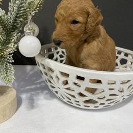 Goldendoodle Puppies from Lowe Lands Doodles