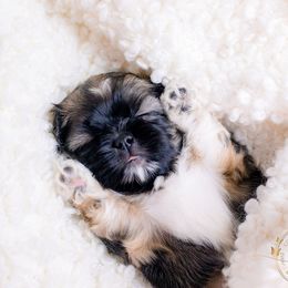 Shih Tzu Puppies from The Family Shih Tzu