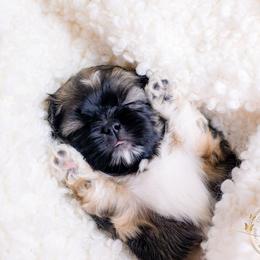 Shih Tzu Puppies from The Family Shih Tzu