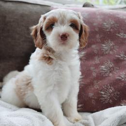 Goldendoodle Puppies from Cedarcrest Goldendoodles