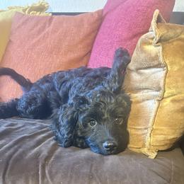 JoJo - Boy - Black and white male Cavapoo puppy in Tempe, Arizona from Springerdoodles Plus AZ