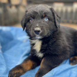 Male 4 - Black tri-color male Australian Shepherd puppy in Smithville, Arkansas from Harris Farms and Aussies