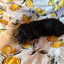 Boy 2 - Black and tan male Dachshund puppy in Chittenango, New York from Diamond Dachshunds
