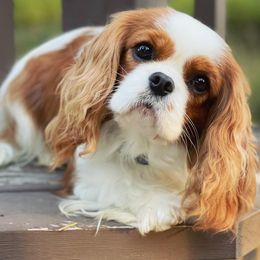 Cavalier King Charles Spaniels from Timberline Cavaliers