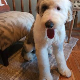 Aussiedoodle, Old English Sheepdog, Poodle, and Sheepadoodle All Grown Up from Iowa's Doodle Co.