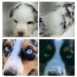 F3 - Blue merle female Australian Shepherd puppy in Arrington, Tennessee from Tumblin T Aussies and Aussiedoodles