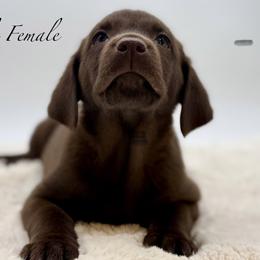 Purple - Chocolate female Labrador Retriever puppy in San Diego County, California from Travis’ Chocolate Labradors