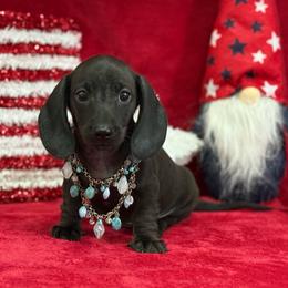 Lazar - Black male Dachshund puppy in Lincoln, Arkansas from Red Dirt Dachshunds