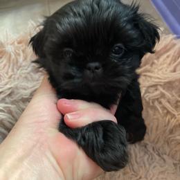 Mr. Pink - Red collar - Black male Shih Tzu puppy in Spring, Texas from Precious Tzu Crew